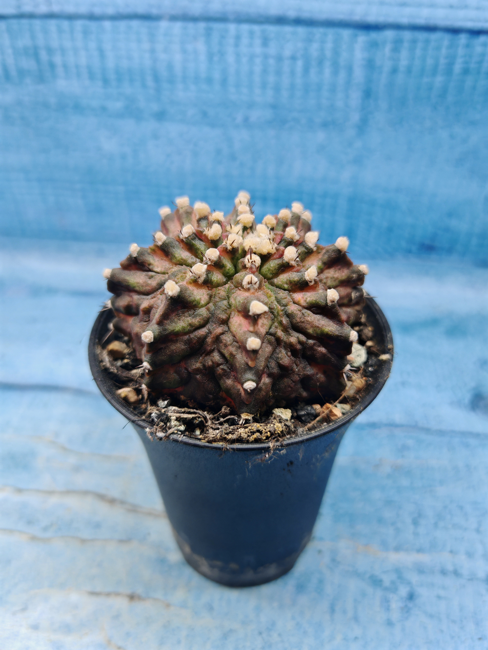 Gymnocalycium T-Rex Pink hybrid (Гимнокалициум T-rex)