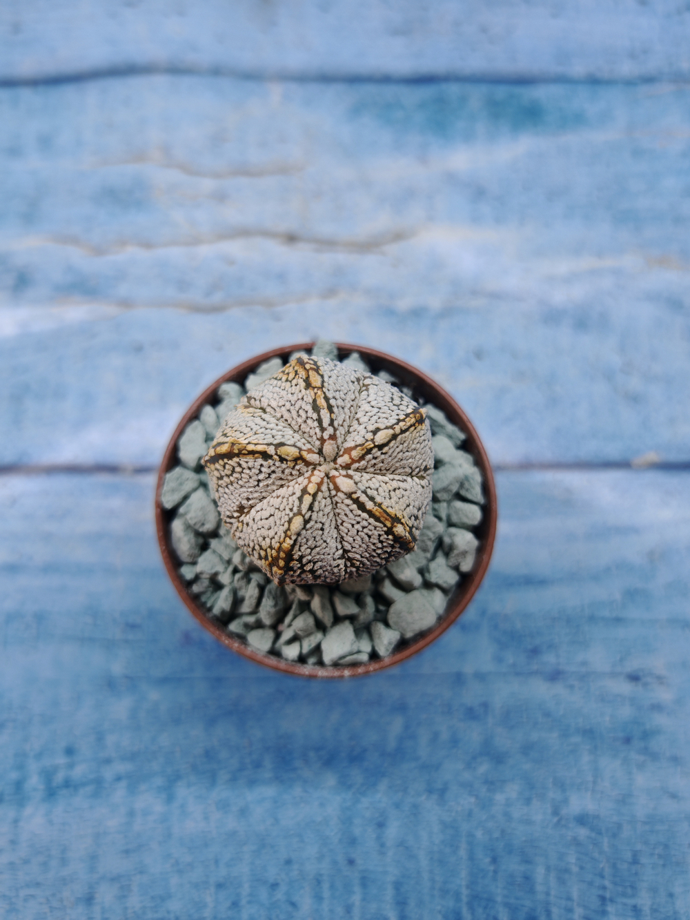 Astrophytum Asterias "Super Kabuto" (Астрофитум)