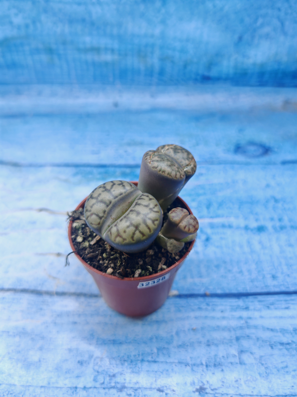 Lithops sp. (Литопсы)