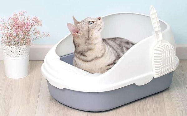 Как выбрать лоток для кошки?