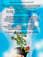 Лапчатка Абботсвуд курильский чай
