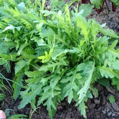 Рокет семена рукколы дикорастущей (Seminis / Семинис)