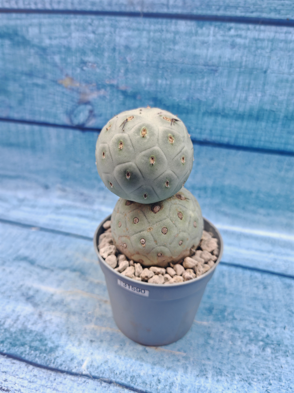 Tephrocactus Geometricus (Тефрокактус)