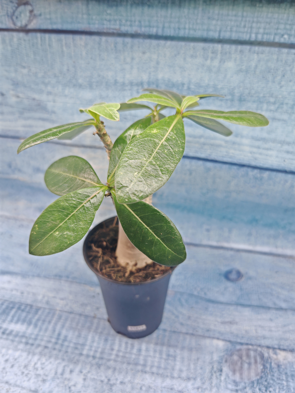 Adenium Baobab (Адениум)