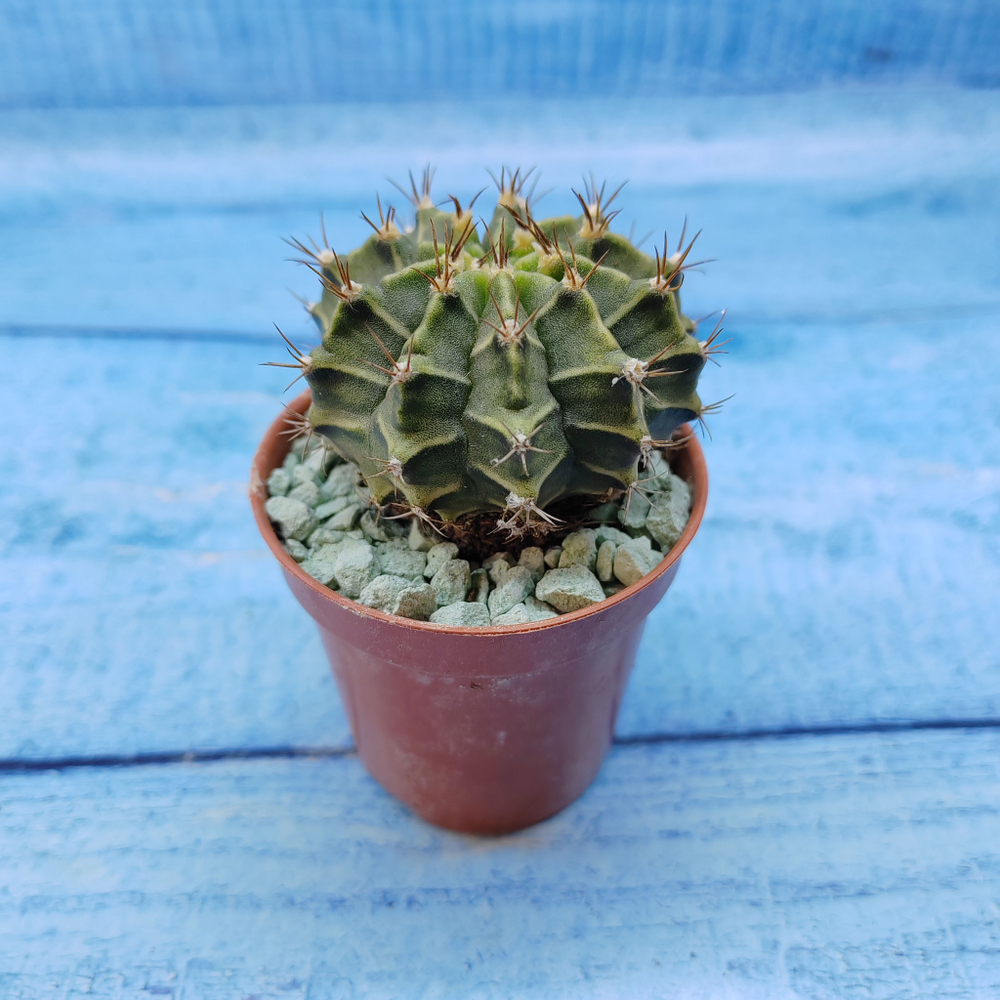 Gymnocalycium Friedrichii (Гимнокалициум)