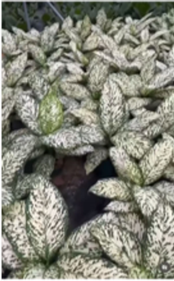 Dieffenbachia White Etna
