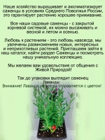 Лаванда Дип Роуз широколистная розовая многолетняя