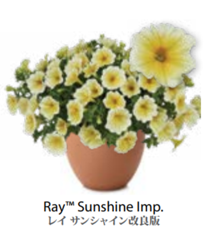 ЕВРО неукор Петуния RAY Sunshine Imp. ЕВРО НЕукоренный черенок (срезы) НОЯБРЬ поставка 3