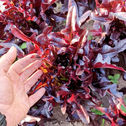 Салат Чёрный Кардинал - Black Cardinal Lettuce
