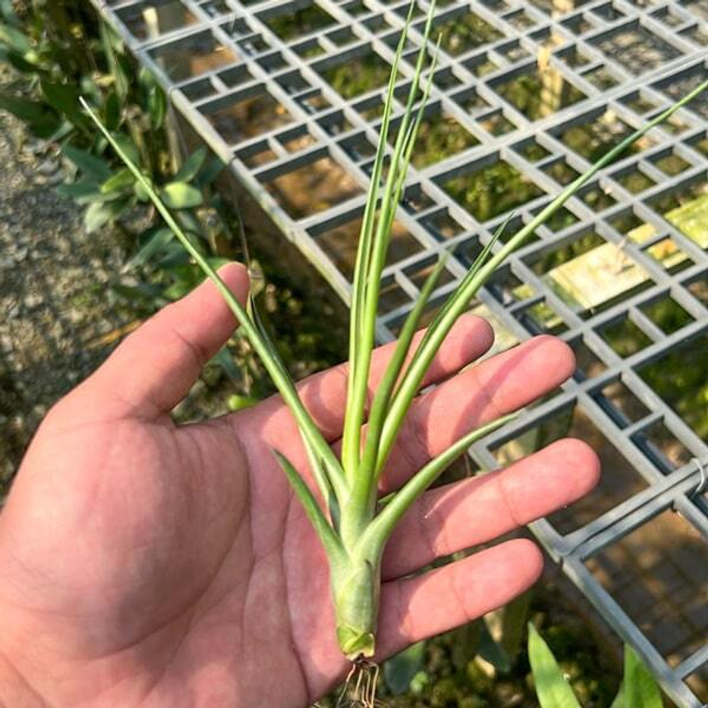 Тилландсия brachycaulos x bulbosa