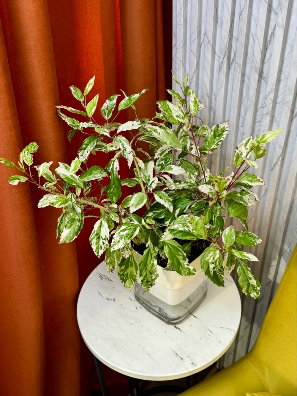 Гибискус Снежная Королева на фитиле, D17см Н40см, 1шт, Urban Jungle (7143)