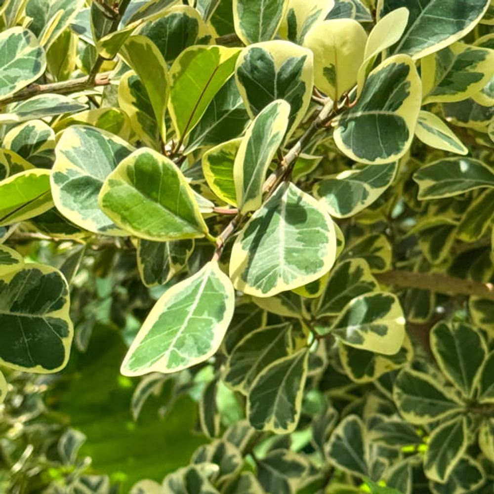 Фикус треугольный вар – Ficus triangularis var (61)