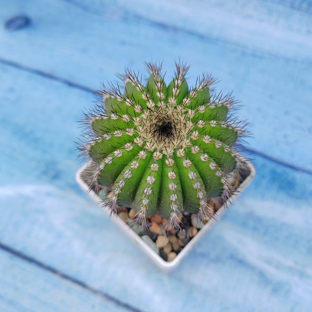 Uebelmannia Pectinifera (Юбельмания)