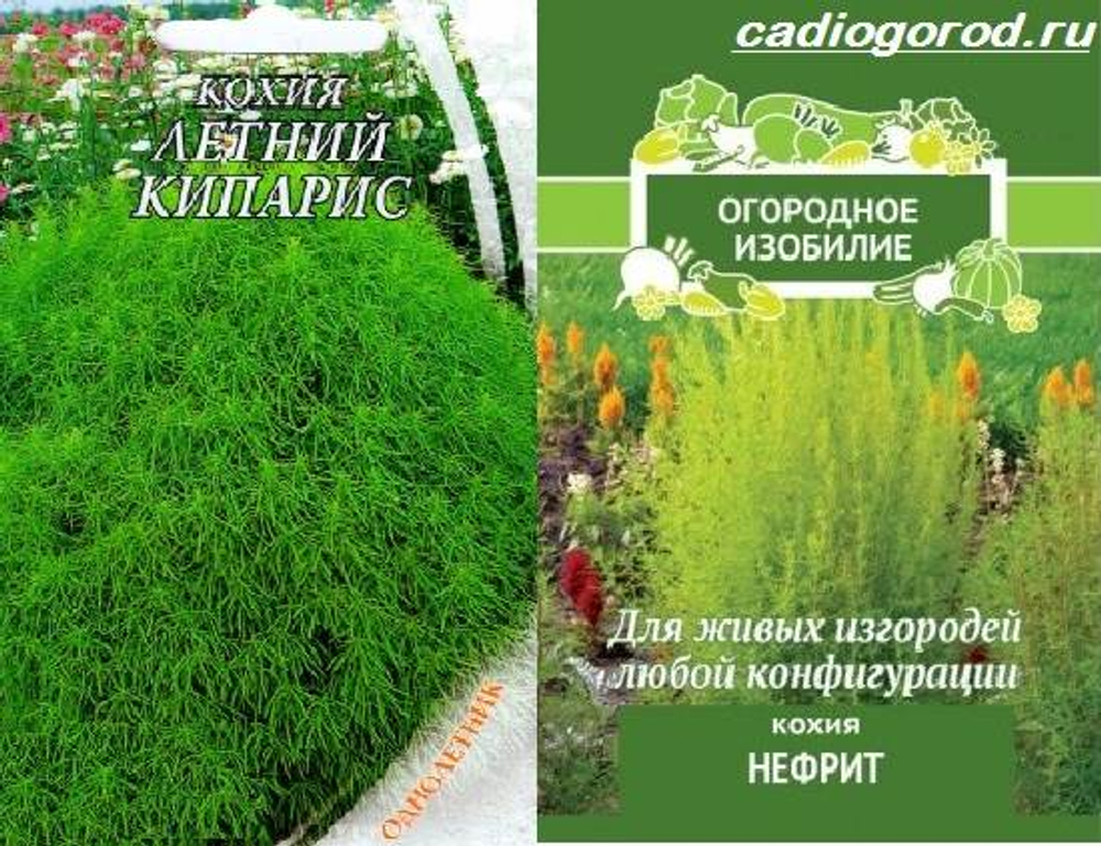 КОХИЯ НЕФРИТ ОГОРОДНОЕ ИЗОБИЛИЕ 5 1007