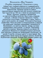 Жимолость Голубое сокровище Блю Треже