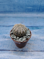 Astrophytum Asterias "Super Kabuto" (Астрофитум)