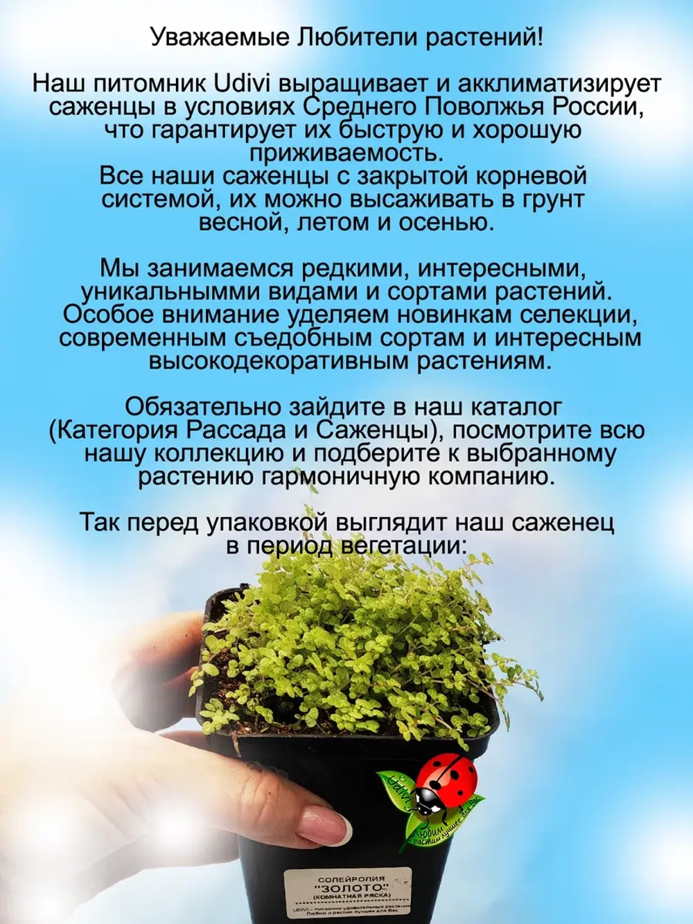 Солейролия Золото комнатная ряска