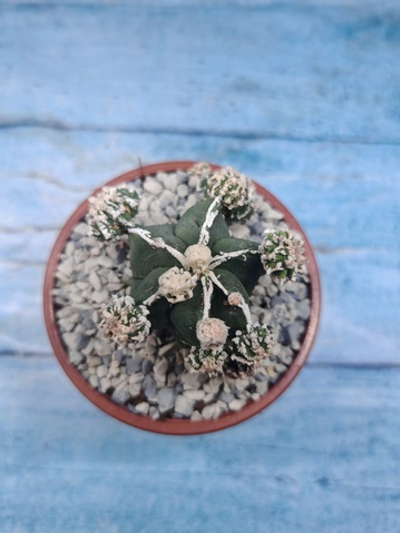 Astrophytum Myriostigma "Hakujo Fukuryu" (Астрофитум)
