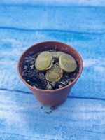 Lithops sp. (Литопсы)
