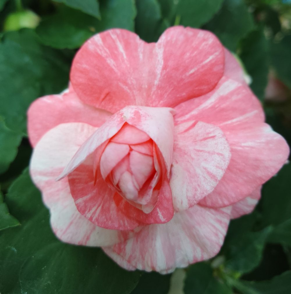 Бальзамин Fiesta Pink Ruffles укорененный черенок