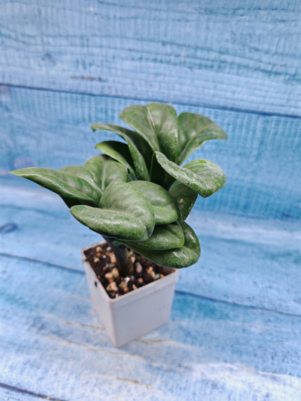 Zamioculcas Zenzi (Замиокулькас)