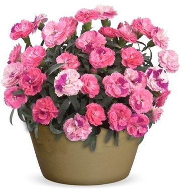 1620 Гвоздика ROSELLY PINK (ОСЕНЬ 2025)