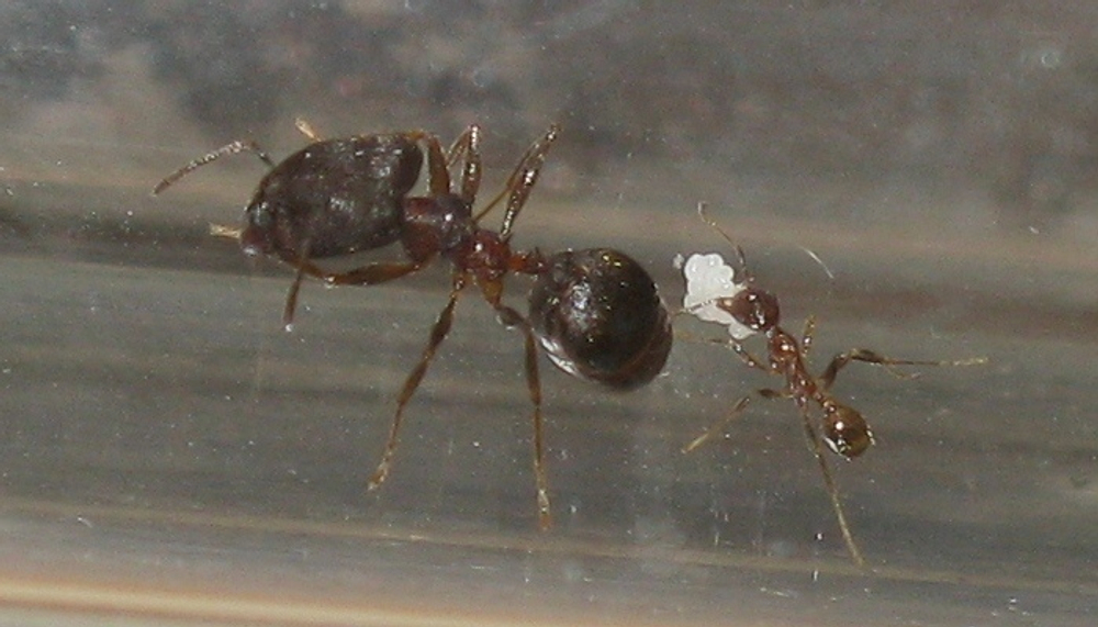 Pheidole yeensis