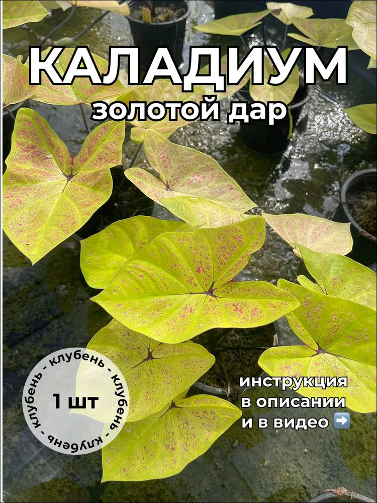 Каладиум Золотой дар клубень