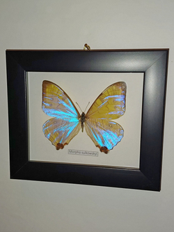 Бабочка Morpho sulkowskyi в рамке