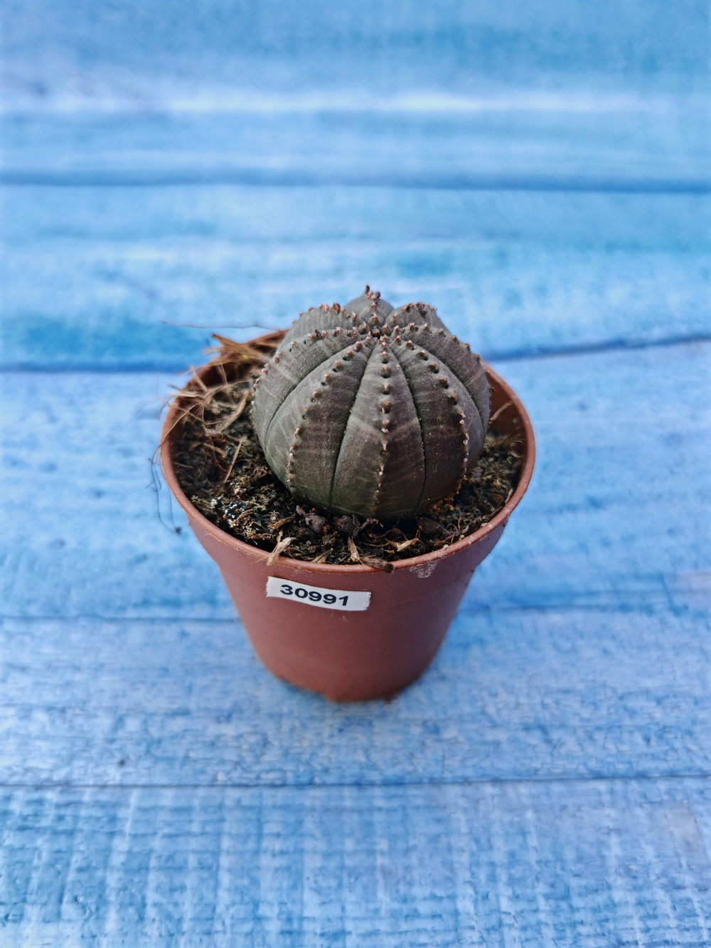 Euphorbia Obesa (Эуфорбия)