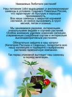 Люпин Оттенки красного многолетний