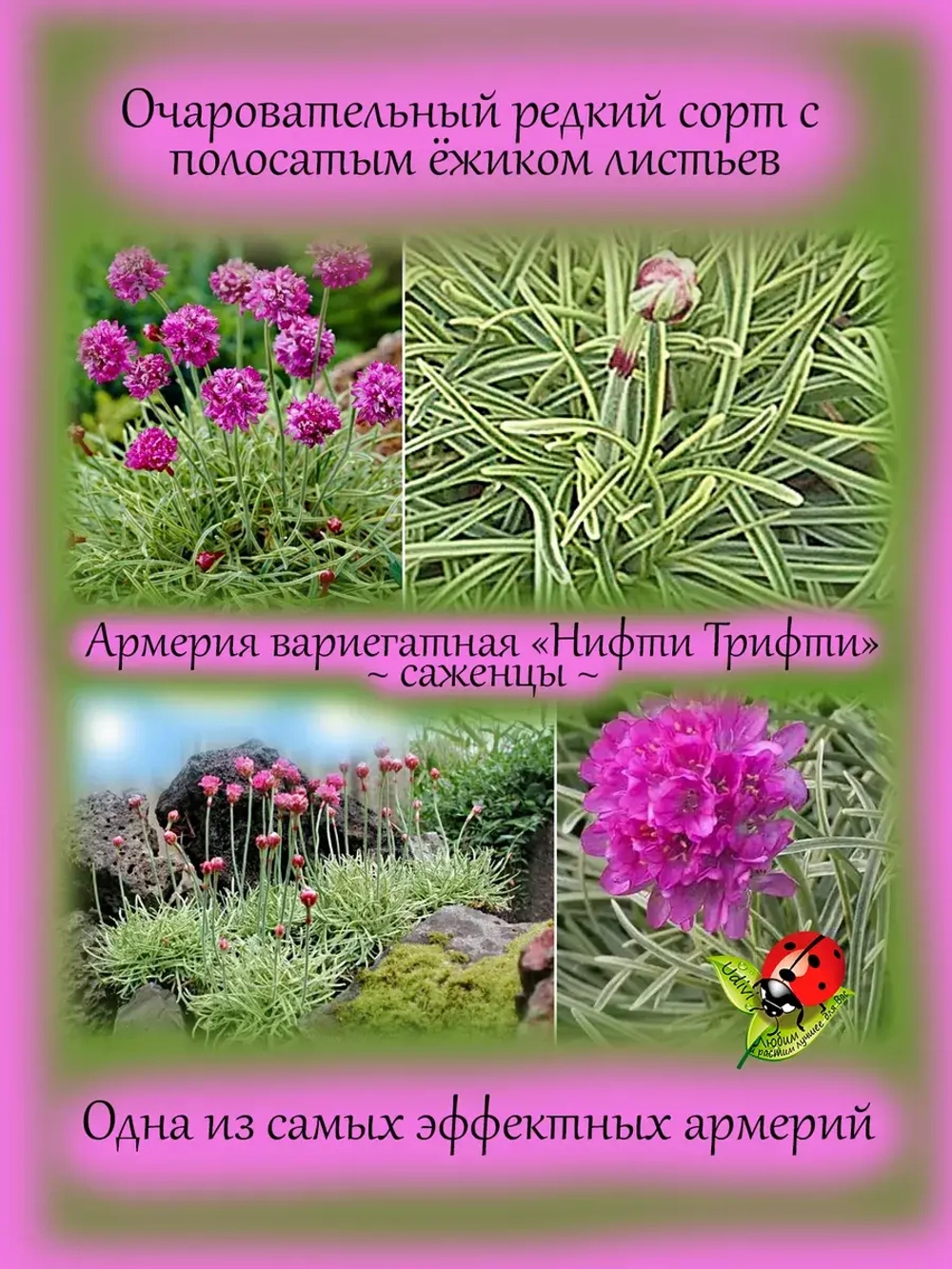 Армерия Нифти Трифти приморская вариегатная