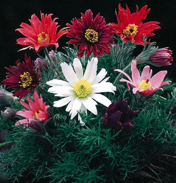 Pulsatilla Vulgaris Papageno семена