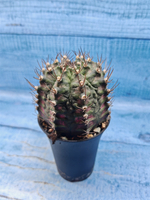 Gymnocalycium T-Rex Pink hybrid (Гимнокалициум T-rex)