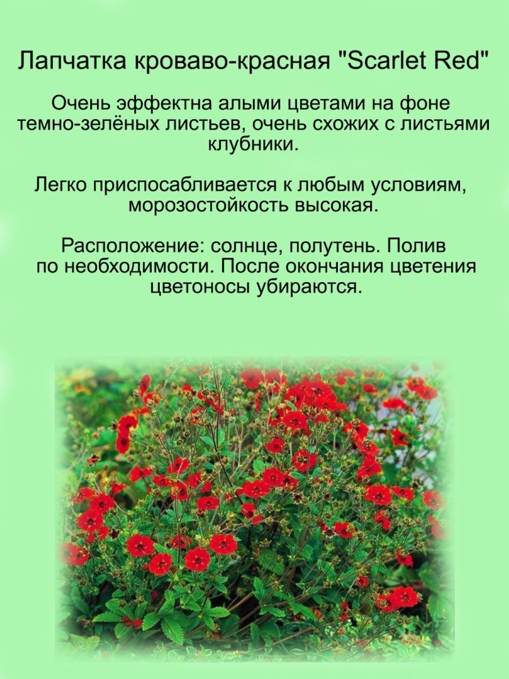 Саженцы