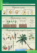 Комплект таблиц "Биология 6 кл. Растения, грибы, бактерии" (14 таб.)