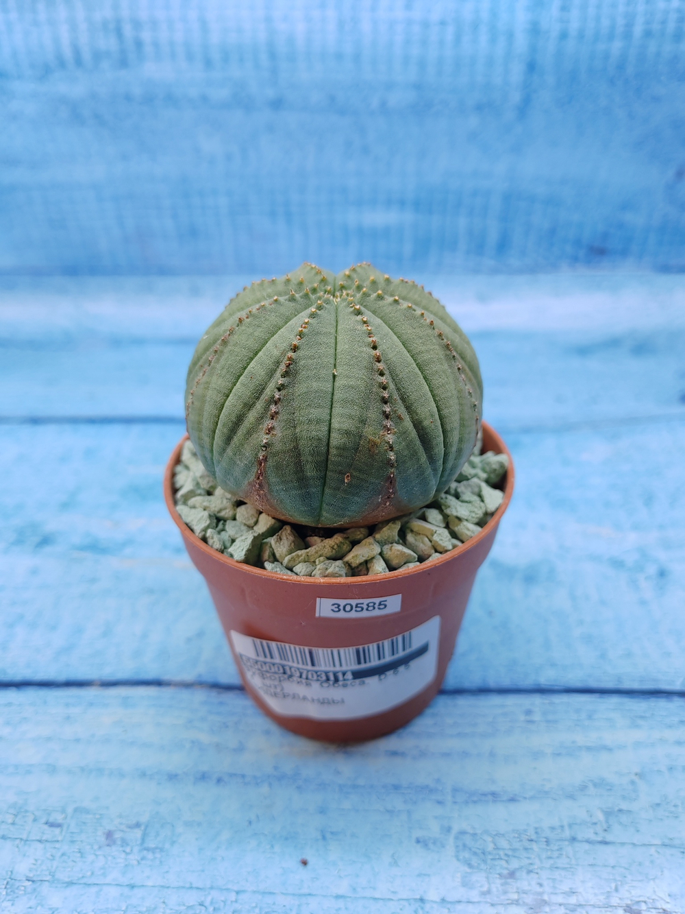 Euphorbia Obesa (Эуфорбия)