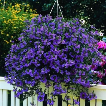Сцевола Abanico Blue