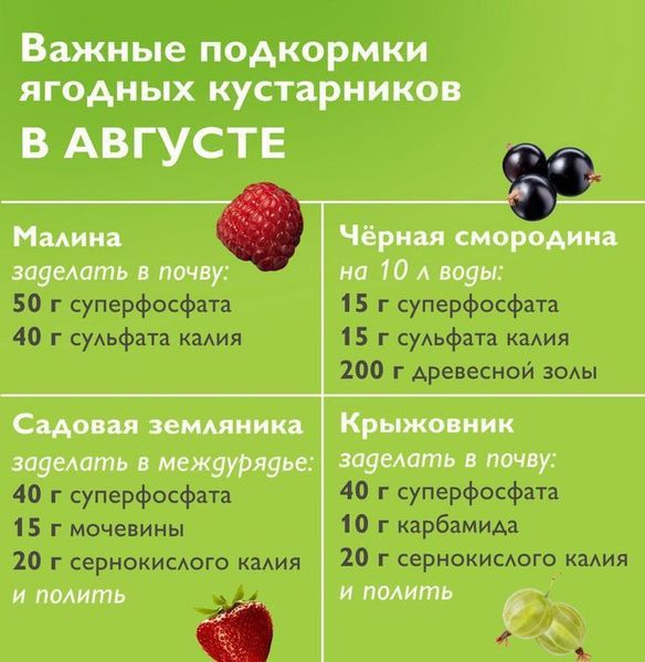 Подкормка ягодных кустарников в августе: фосфор и калий для сладкой ягоды Подкормка ягодных кустарников в августе: фосфор и калий для сладкой ягоды