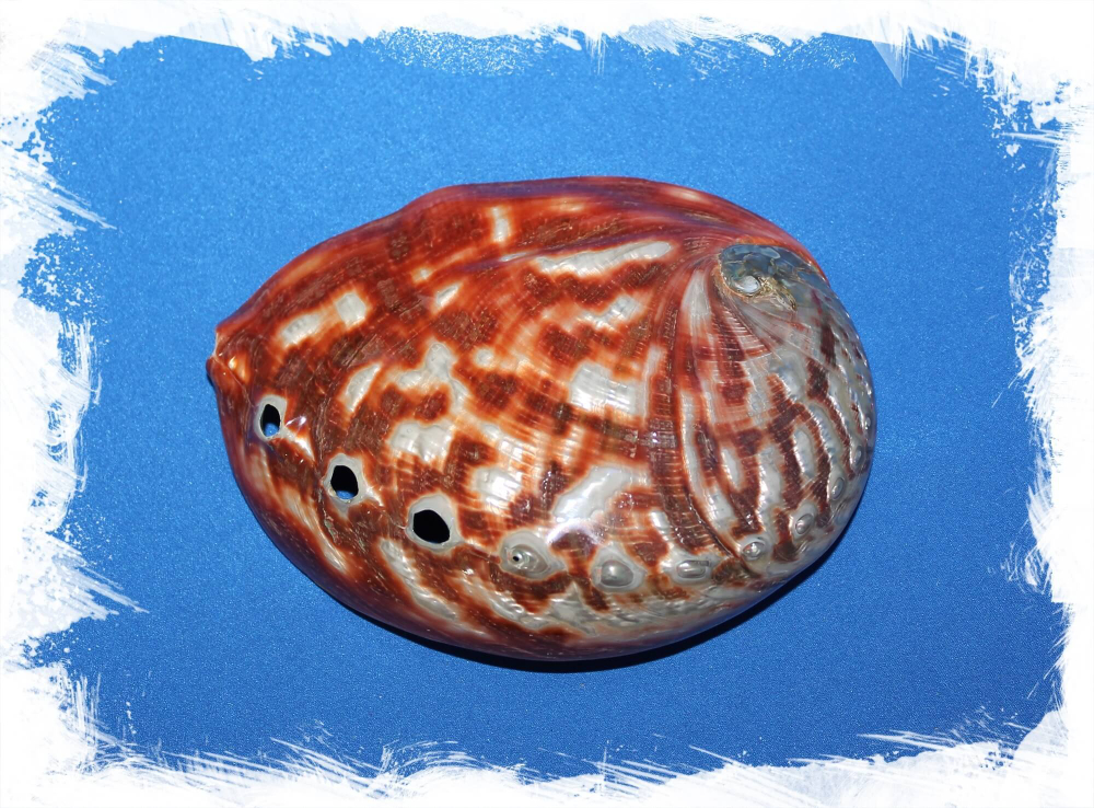 Haliotis rufescens