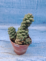 Monadenium Ritchiei (Монадениум)