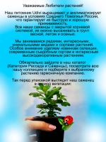Хризантема Золотой Эльф мультифлора