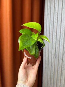 Эпипремнум Хиколор, D10см Н15см, 1шт, Urban Jungle