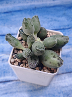 Adromischus Festivus grey (Адромискус)
