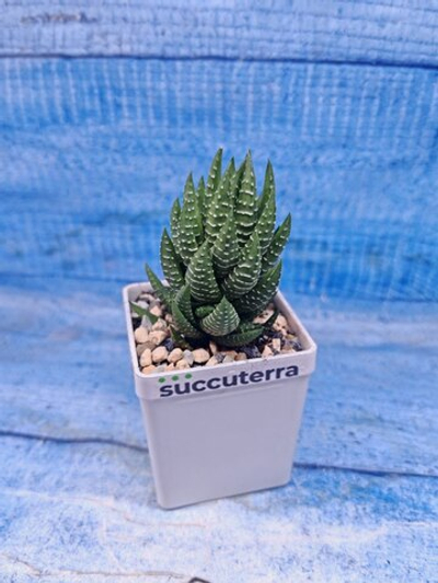 Haworthia Coarctata (Хавортия)