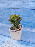 Crassula Ovata Gandalf (Крассула)