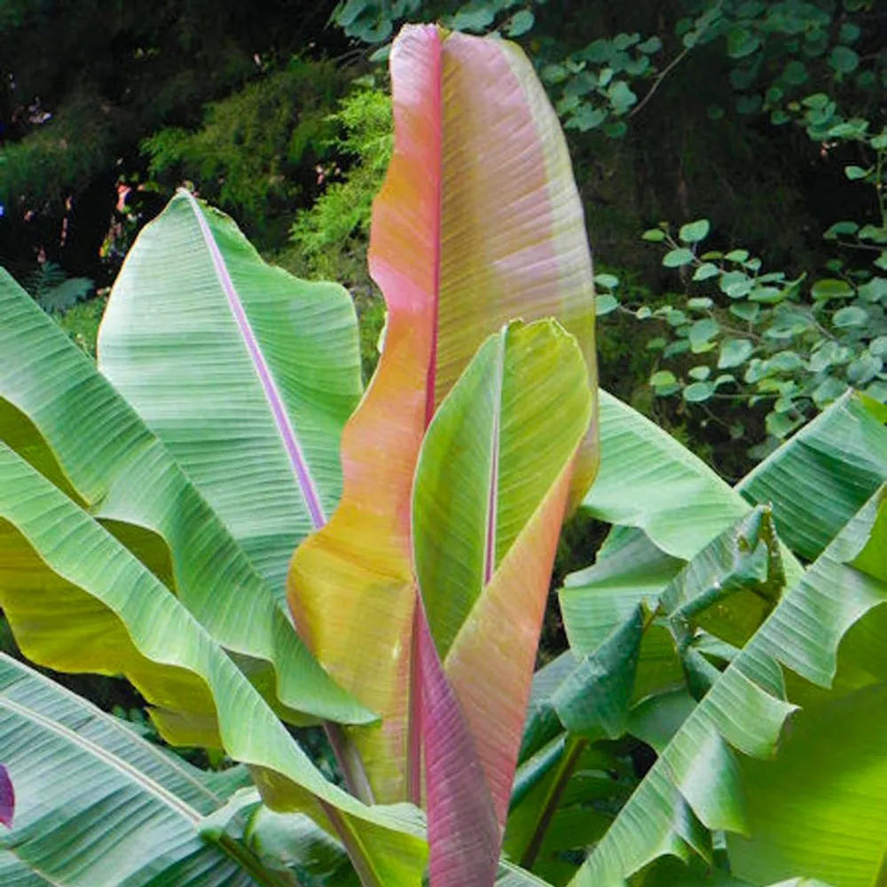 Банан дарджилингский (Musa sikkimensis) семена 2 шт