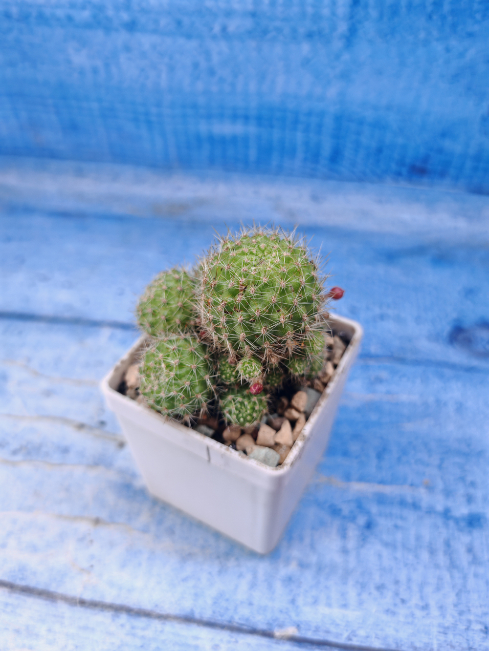 Rebutia Pulvinosa (Ребуция)