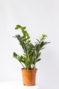 Zamioculcas zamiifolia долларовое дерево купить в Москве