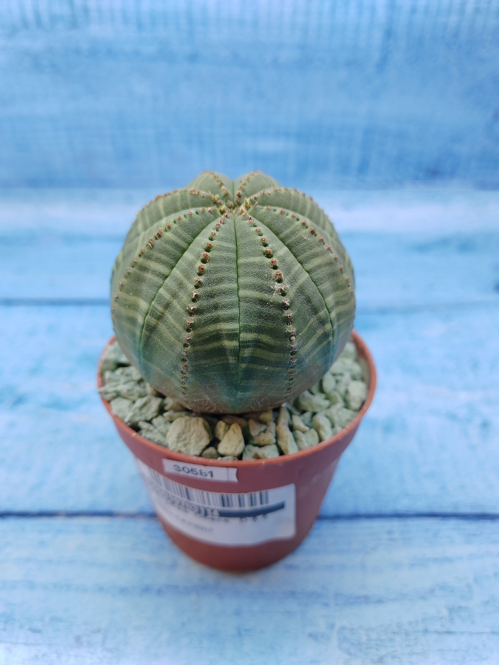 Euphorbia Obesa (Эуфорбия)